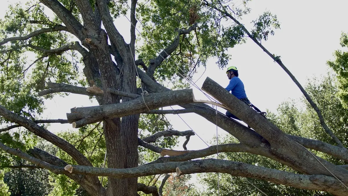 Professional Crown Thinning performed by certified arborists in Pulaski